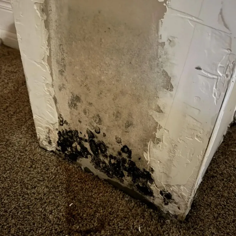Professional Mold Removal in Windsor, VT